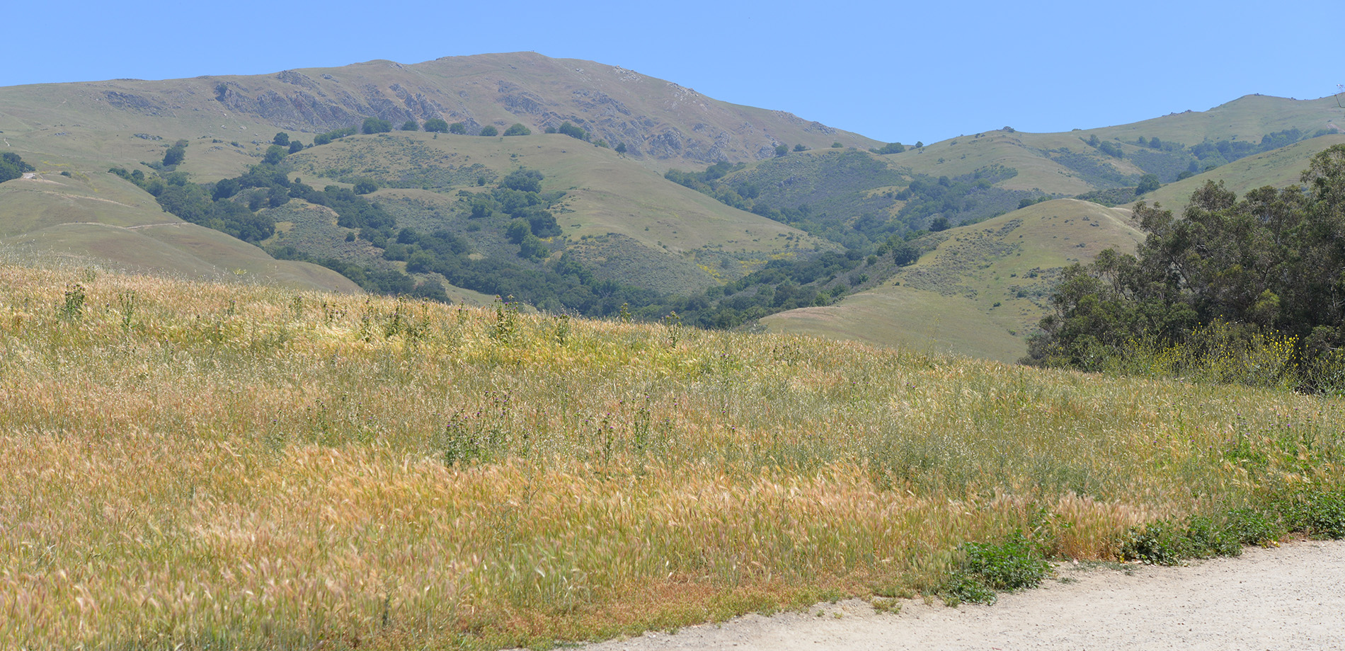 Outdoor hill with grass