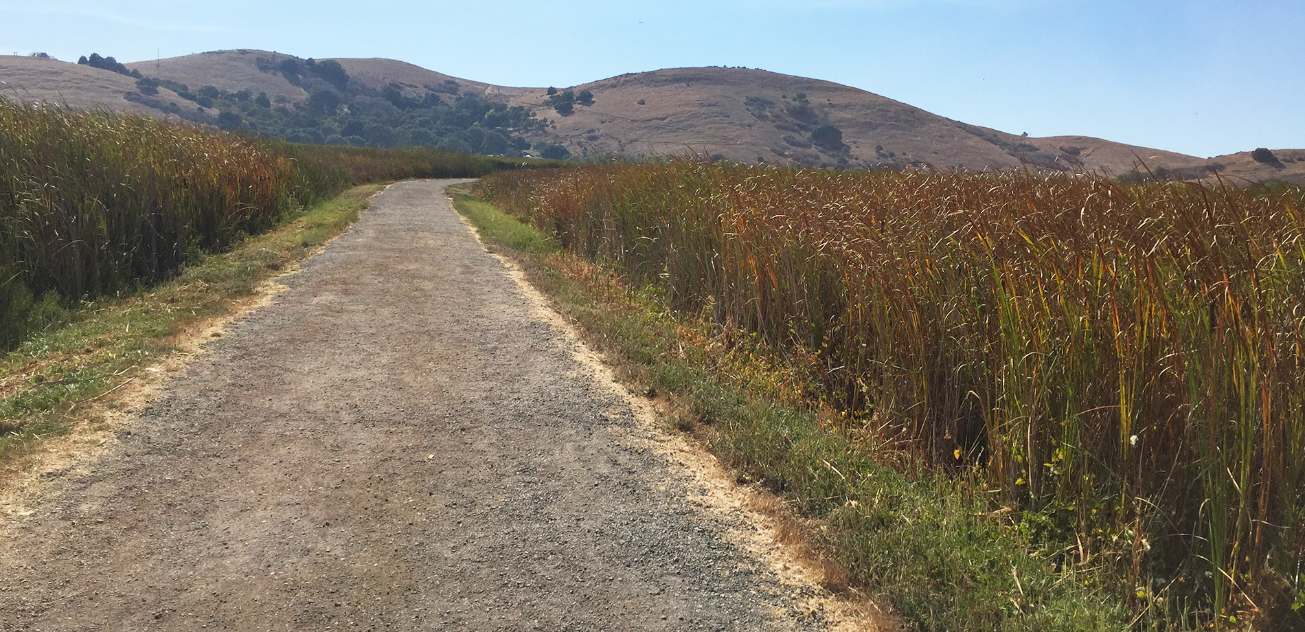 Outdoor grass field with a road