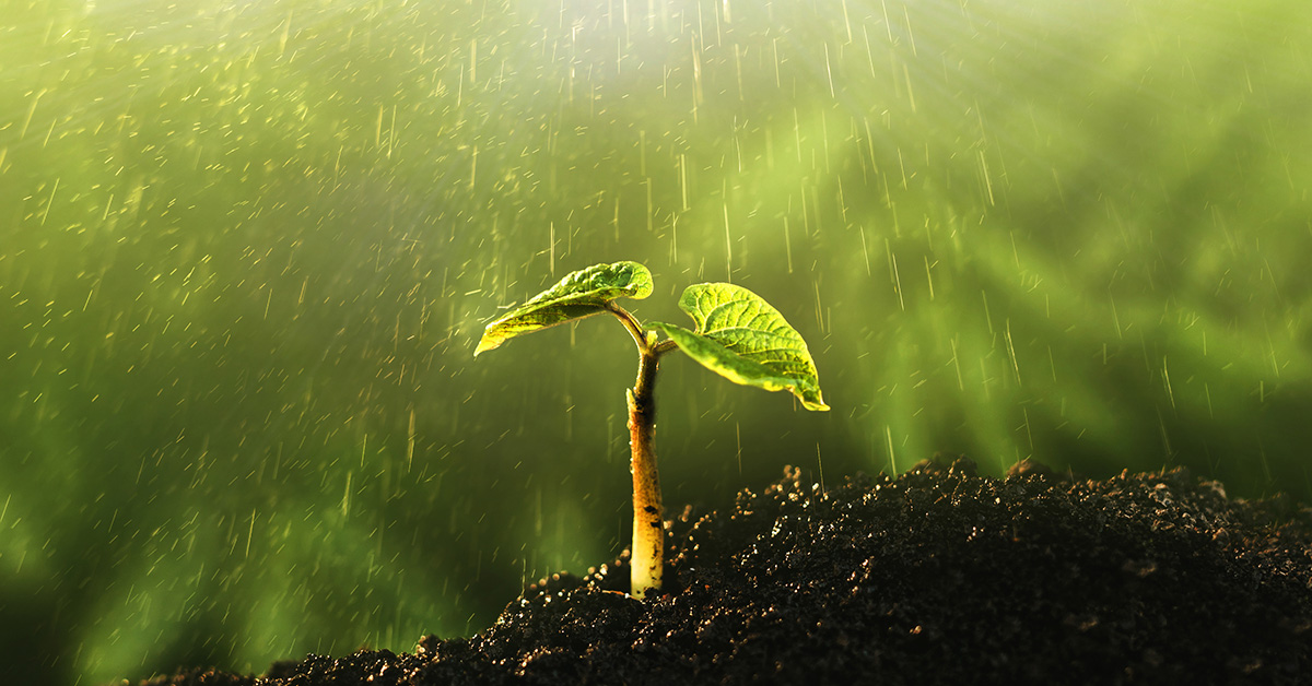 photo of baby plant
