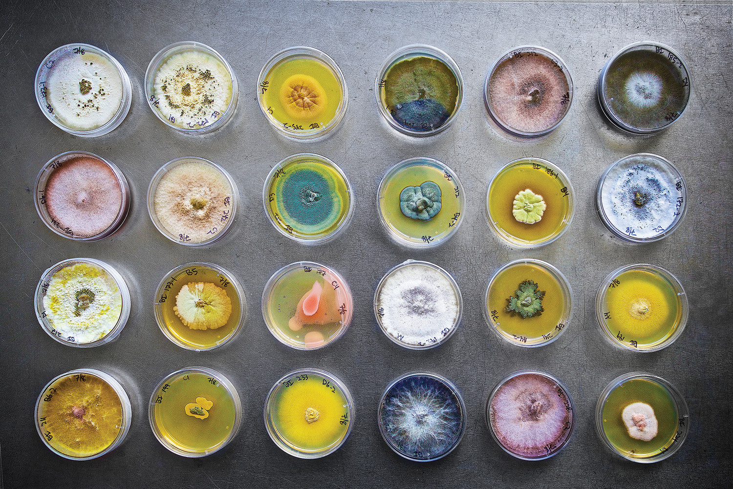 fungi displayed on a table