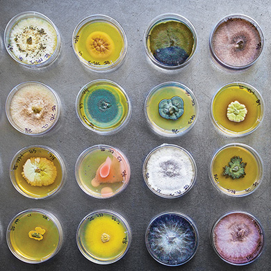 Fungus growing in petre dishes.
