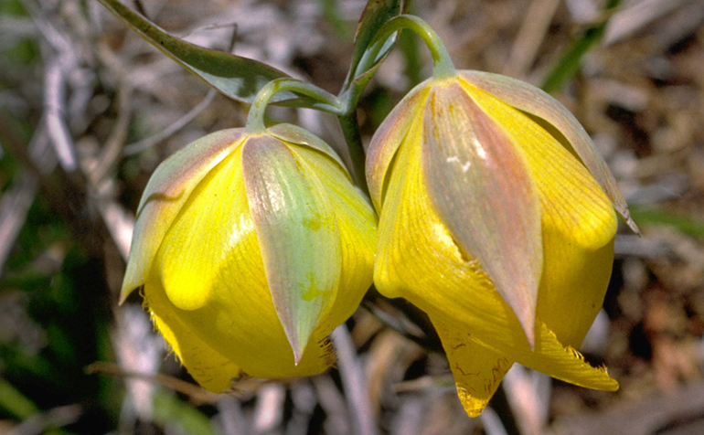 A yellow flower
