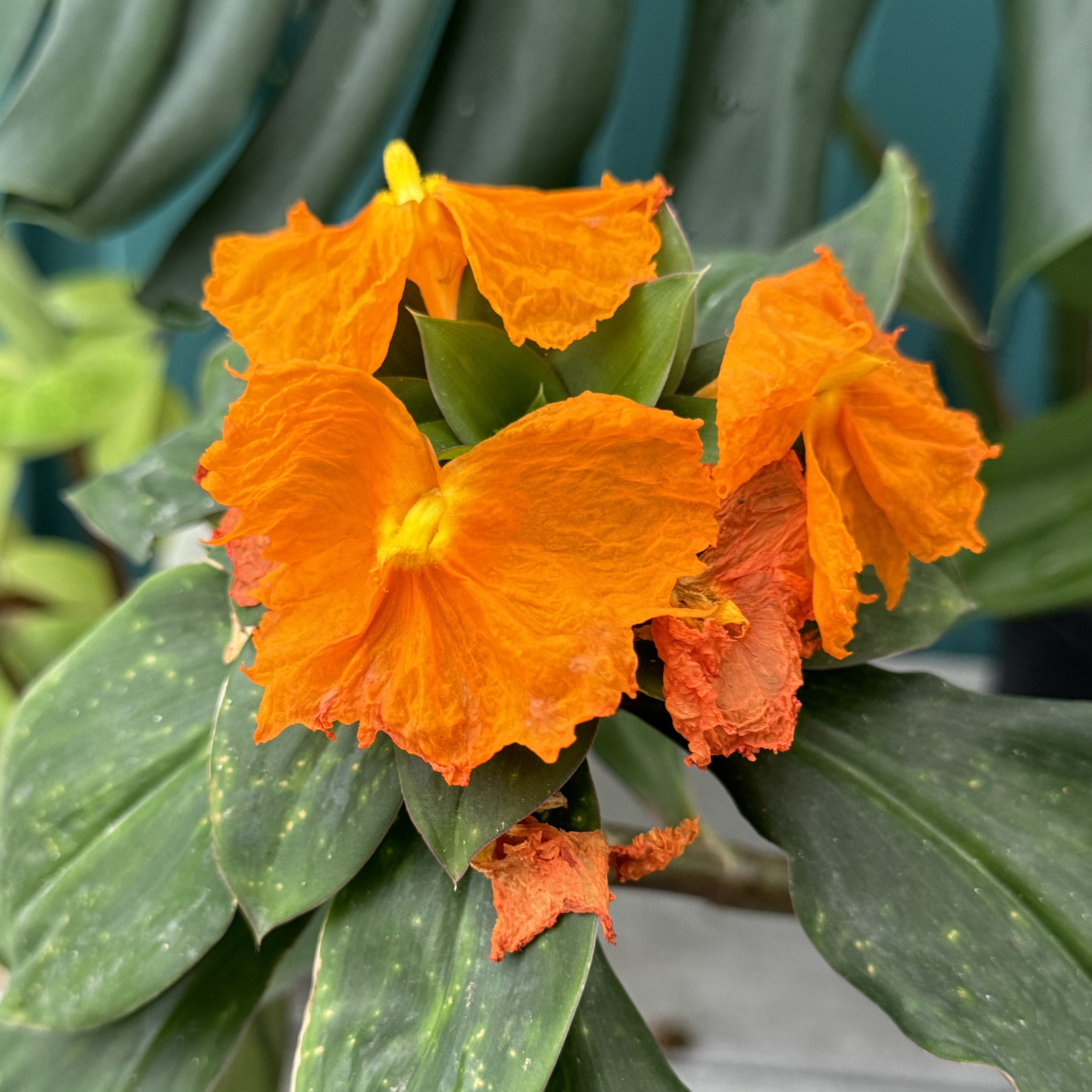 a photo of Chamaecostus cuspidatus