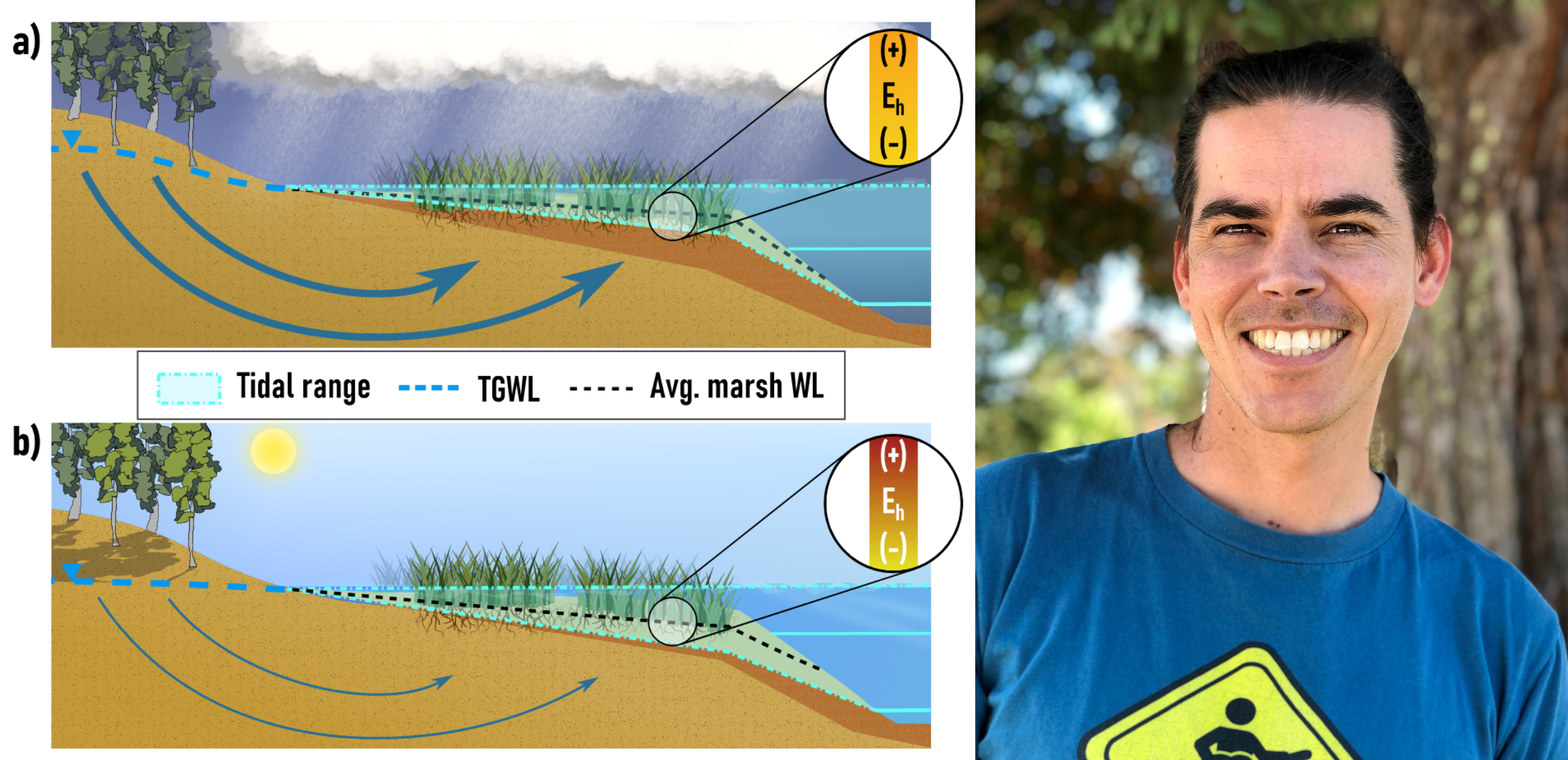 figure: TGWL = terrestrial ground water level, WL = water level, Eh = redox potential