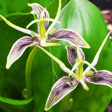 a photo of two orchids
