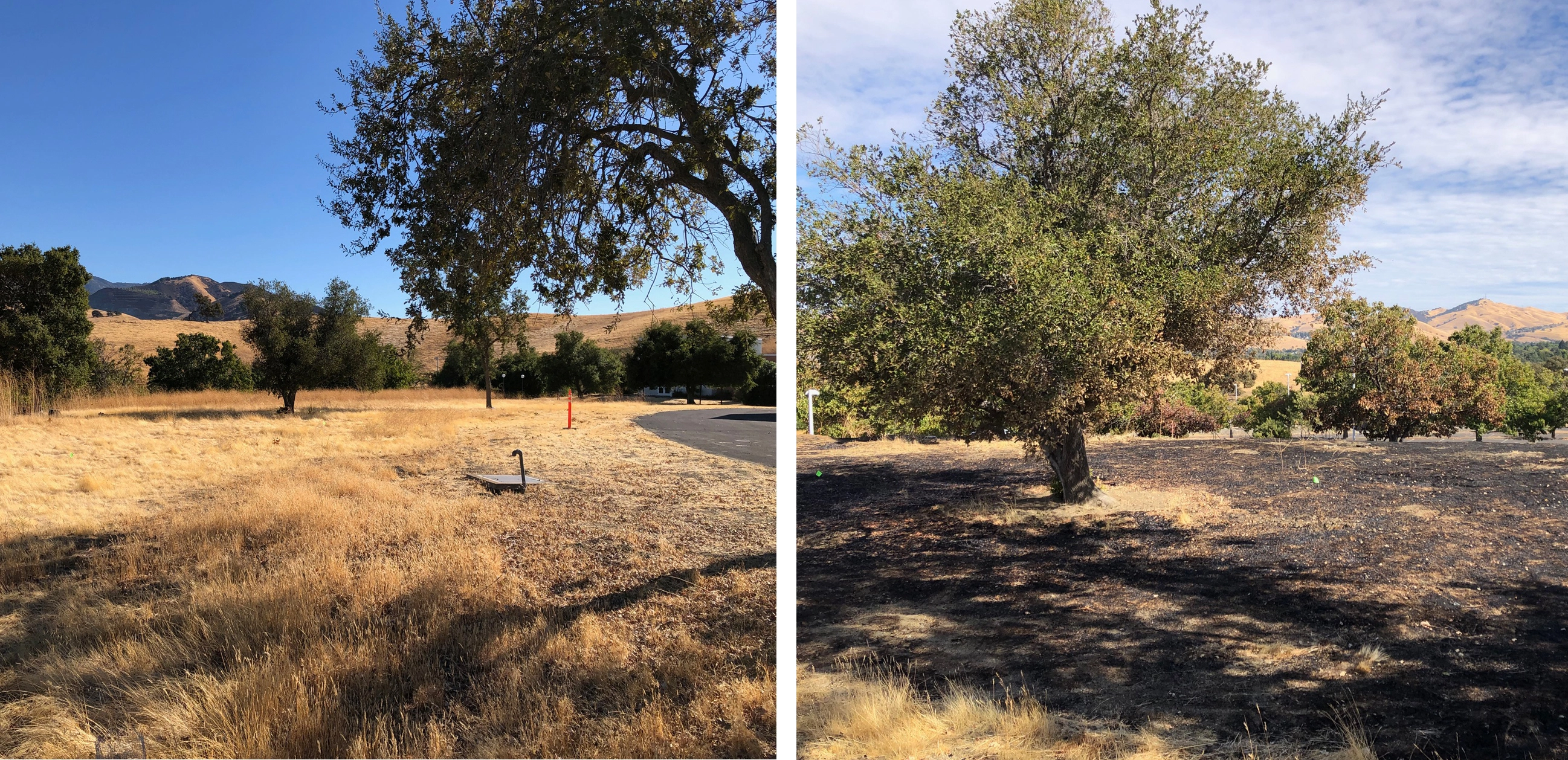 Before and After photos of the ceremonial burn on October 26th, 2024 at the Concord Center.