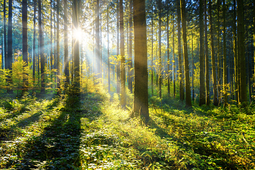 forest-light-image.jpg