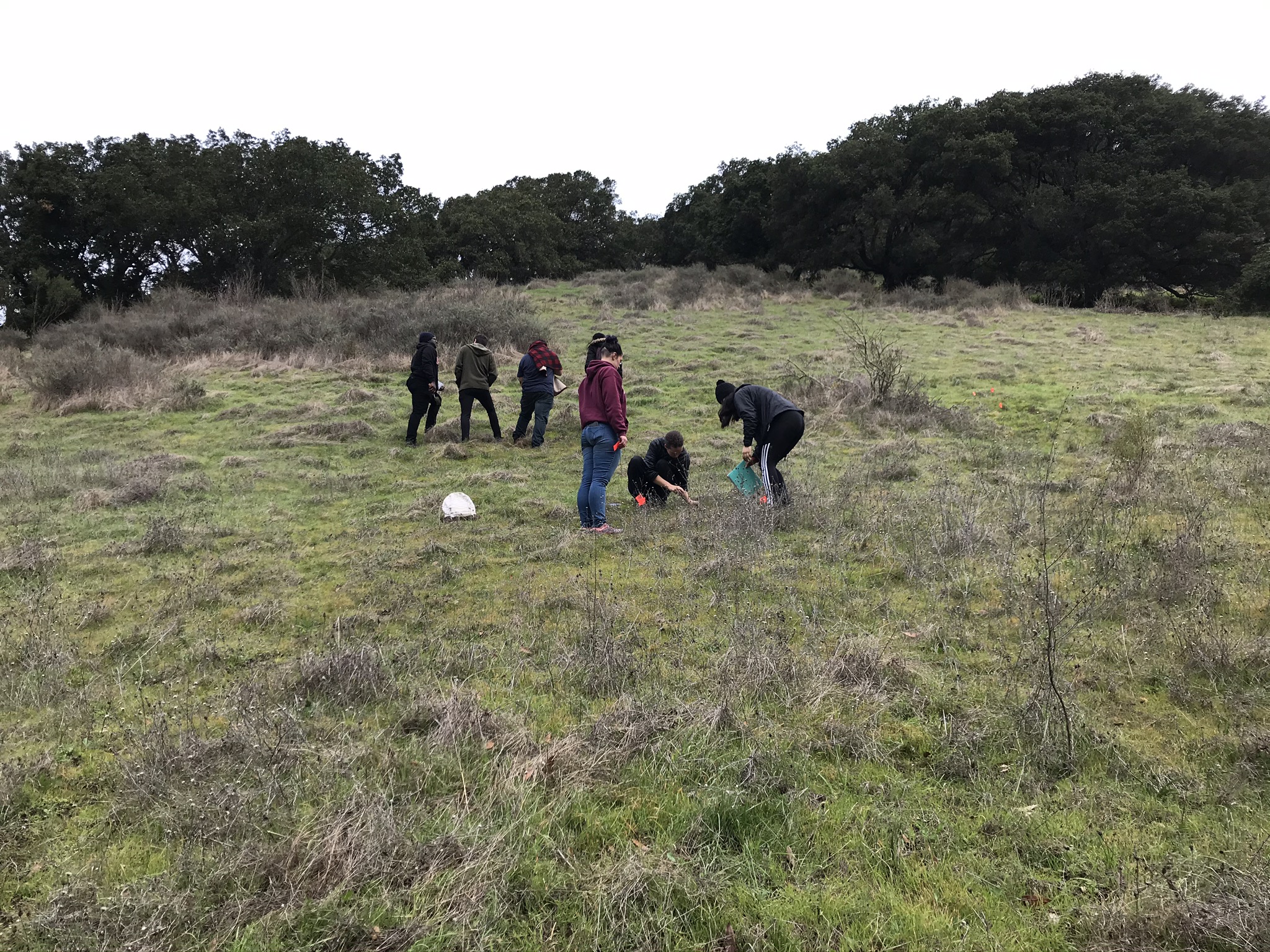 Students working at CSUEB Preserve in the Hayward Hills