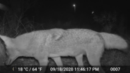 coyote