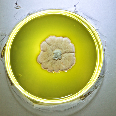  A petri dish with a fluorescent yellow growth