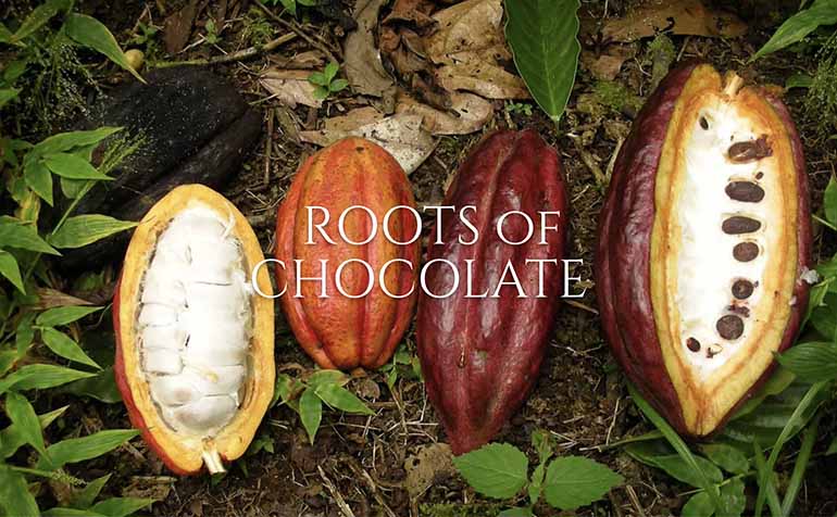 Roots of Chocolate