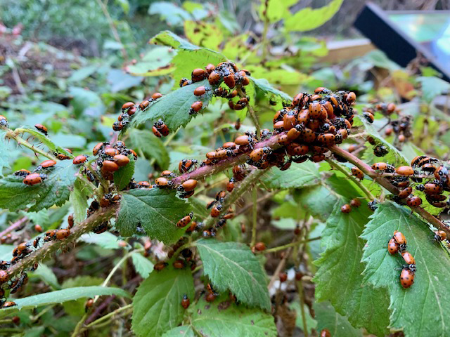 Many ladybugs cover leaves