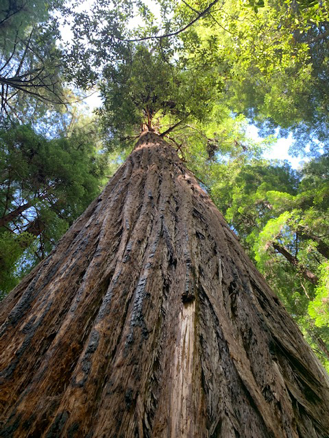 Tall Redwood trees