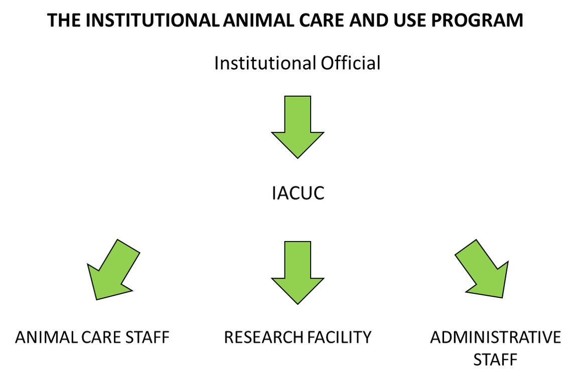 IACUC responsibilities