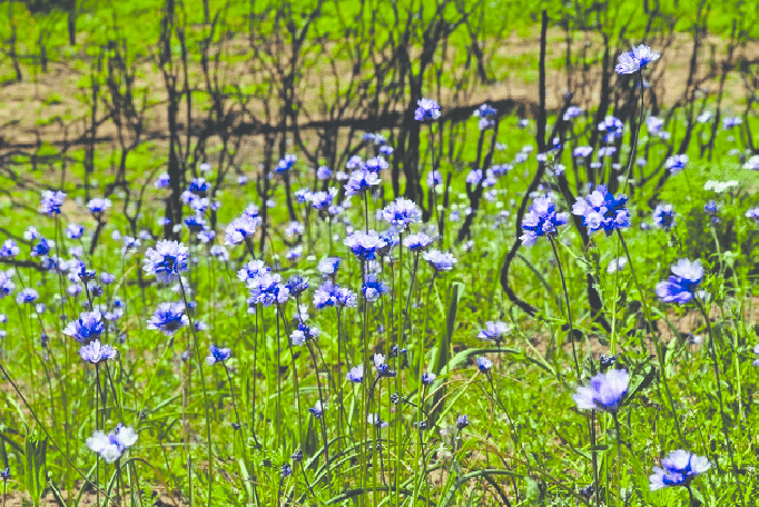 Dichelostemma capitatum are likely stimulated to flower by additional sunlight provided by the removal of the chaparral canopy by fire (photo: R.W. Halsey in Tyler and Borchert 2007).