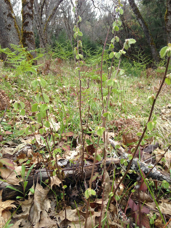 Yurok Reservation; Hazel