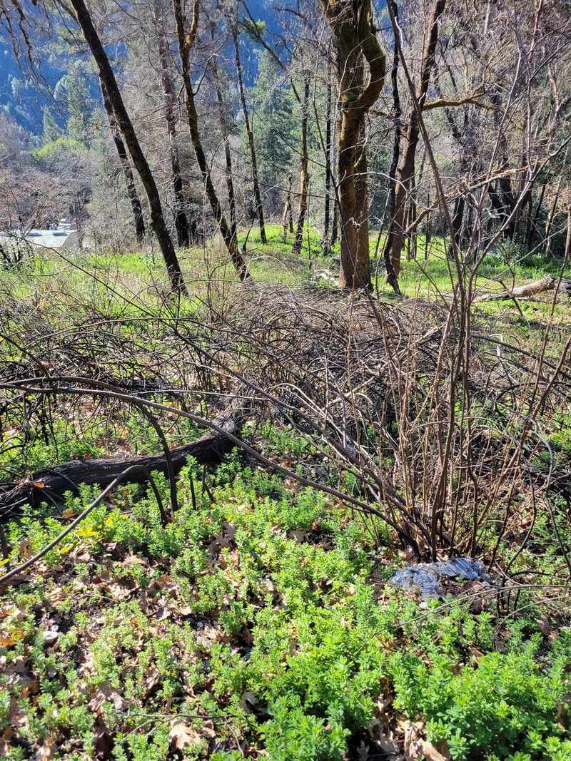 Yurok Reservation after a cultural burn
