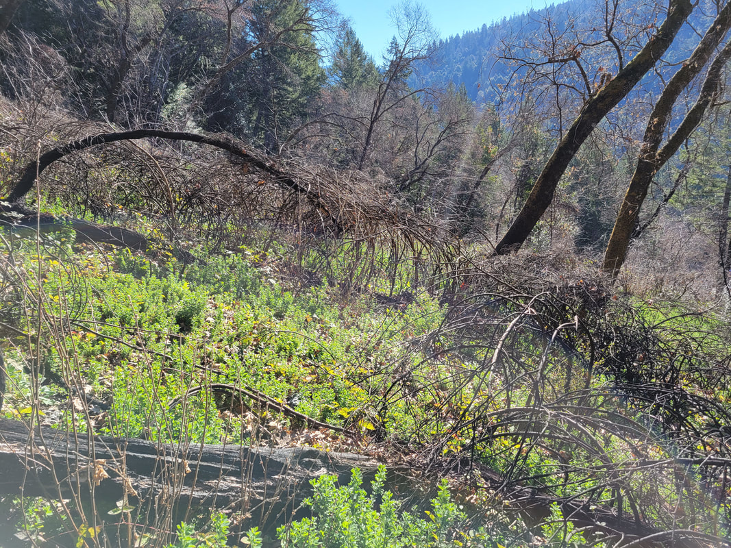 Yurok Reservation after a cultural burn