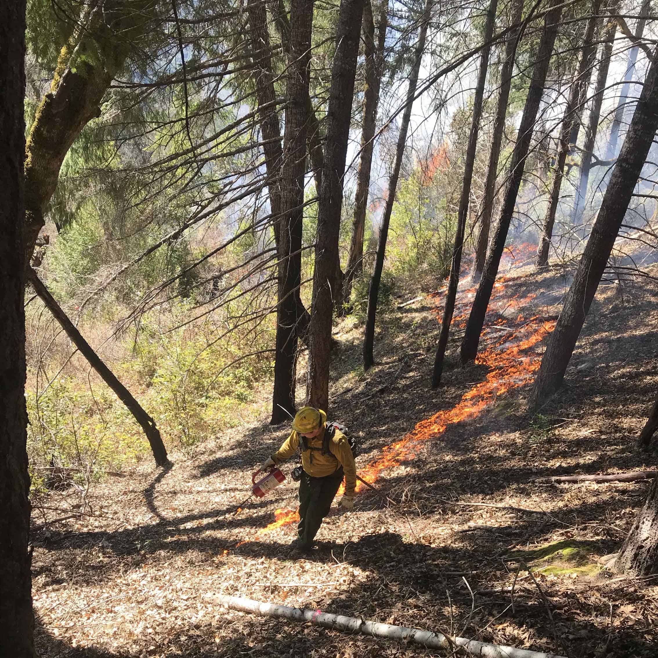 controlled burn among trees