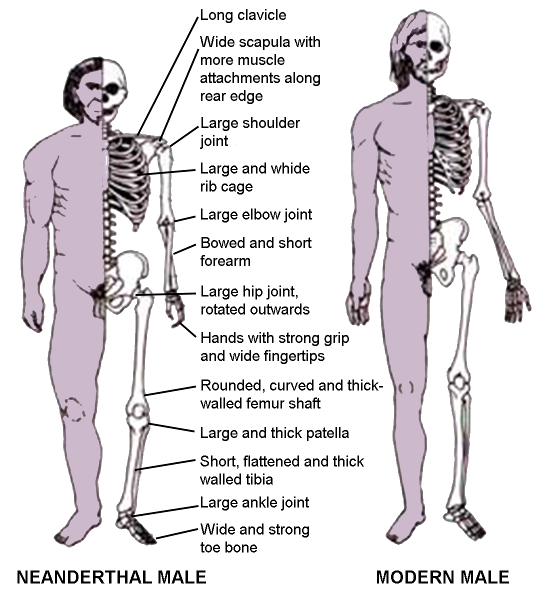 male body comparison chart