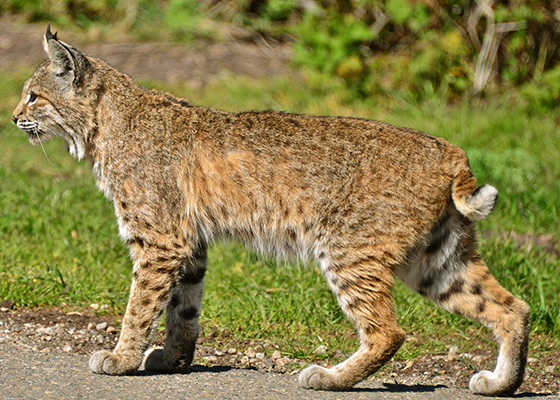 bobcat