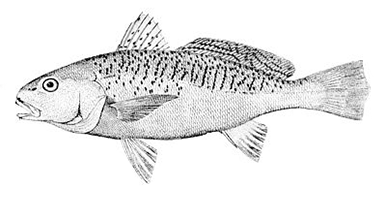 croaker fish