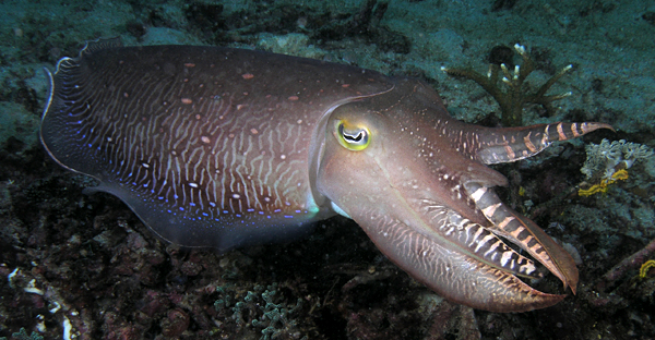 cuttlefish