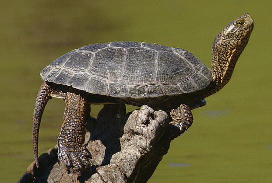 pond turtle