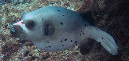 puffer fish