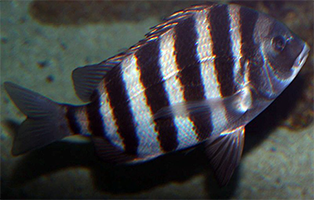 sheephead fish