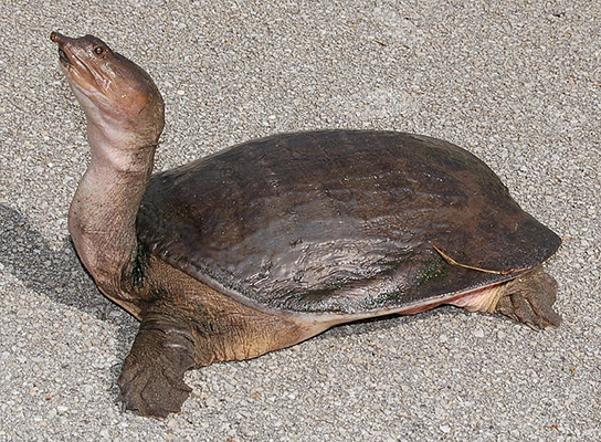 soft-shelled turtle