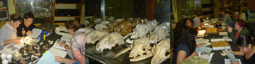 students working on osteology & skulls