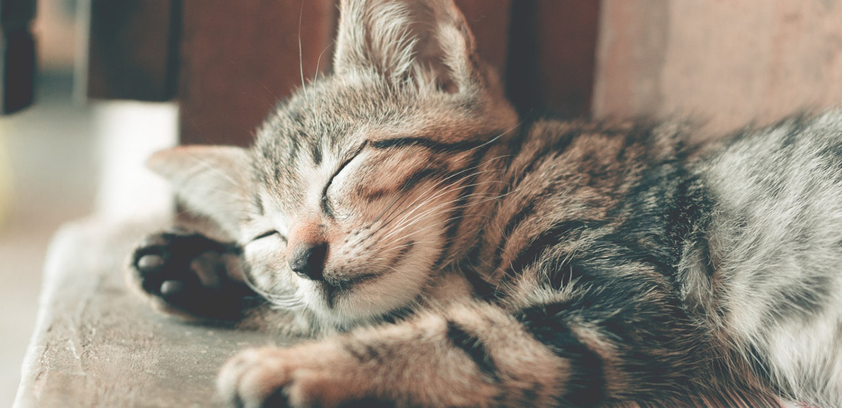 Gray kitten naps