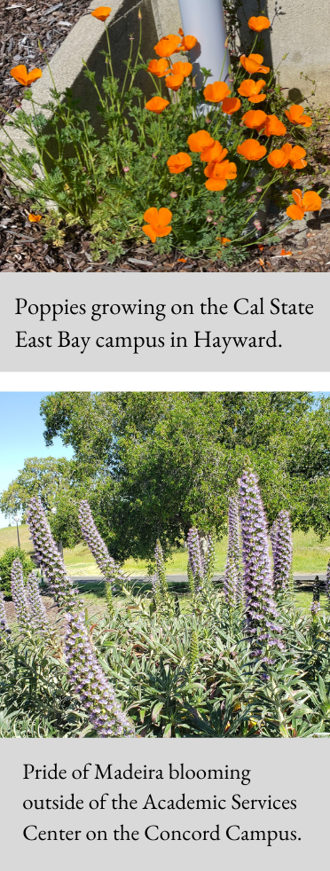 Cal State East Bay campus flowers