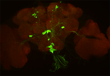 Fruit fly neurons