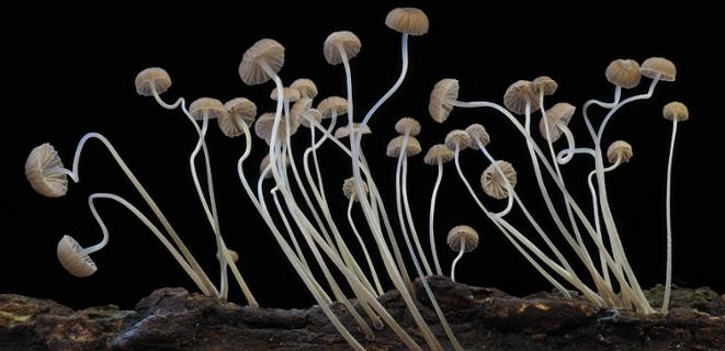 Mycena ulmi B.A. Perry & H.W. Keller. Some of the original collections used to describe this species are housed in the fungarium at Cal State East Bay.