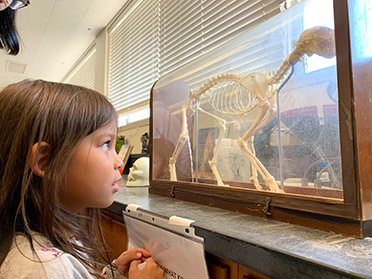 Girl examines dinosaur model