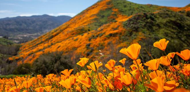 California poppies superblooming on the mountains