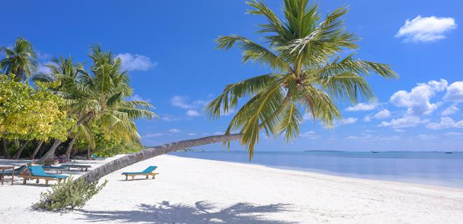 Palm trees on a white sand beach