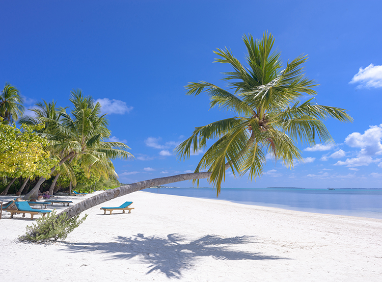 Palm trees on a white sand beach