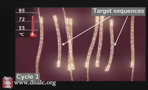 animation of strands of DNA replicating, target strands noted by arrows
