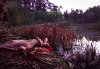 woman in beige dress lying on the bank of a river.