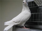 Thumbnail for the headline Pigeon study helps CSUEB students fly to first place in CSU-wide research contest