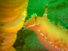 Thumbnail for the headline Sea slugs' chemical defenses may yield new medications, say CSUEB researchers