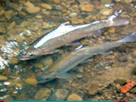 Thumbnail for the headline Grad student tracks source of water sustaining wild trout in urban creek
