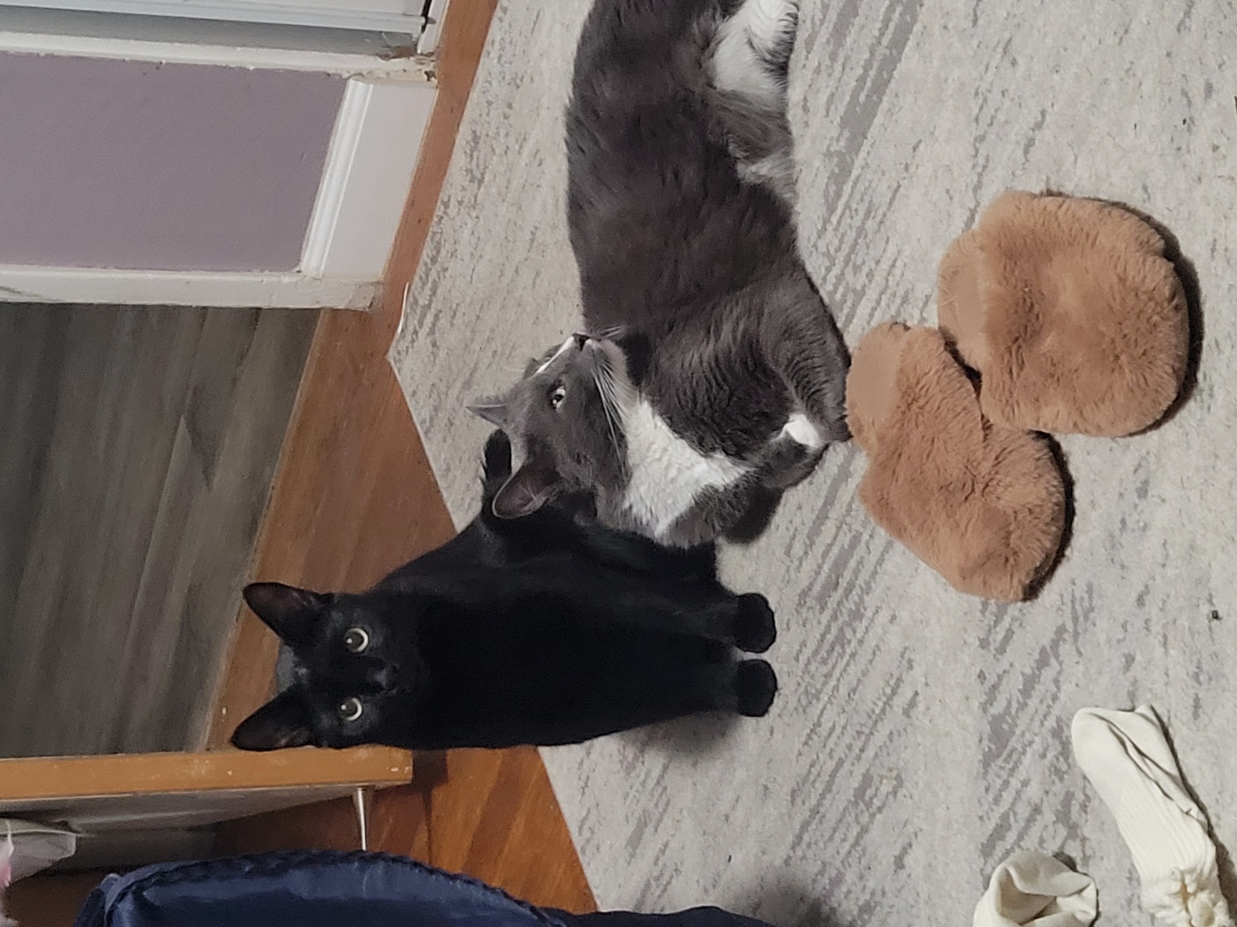 Two Cats