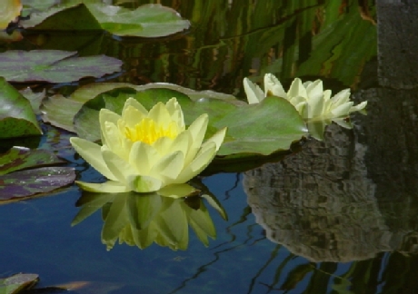 flower on water