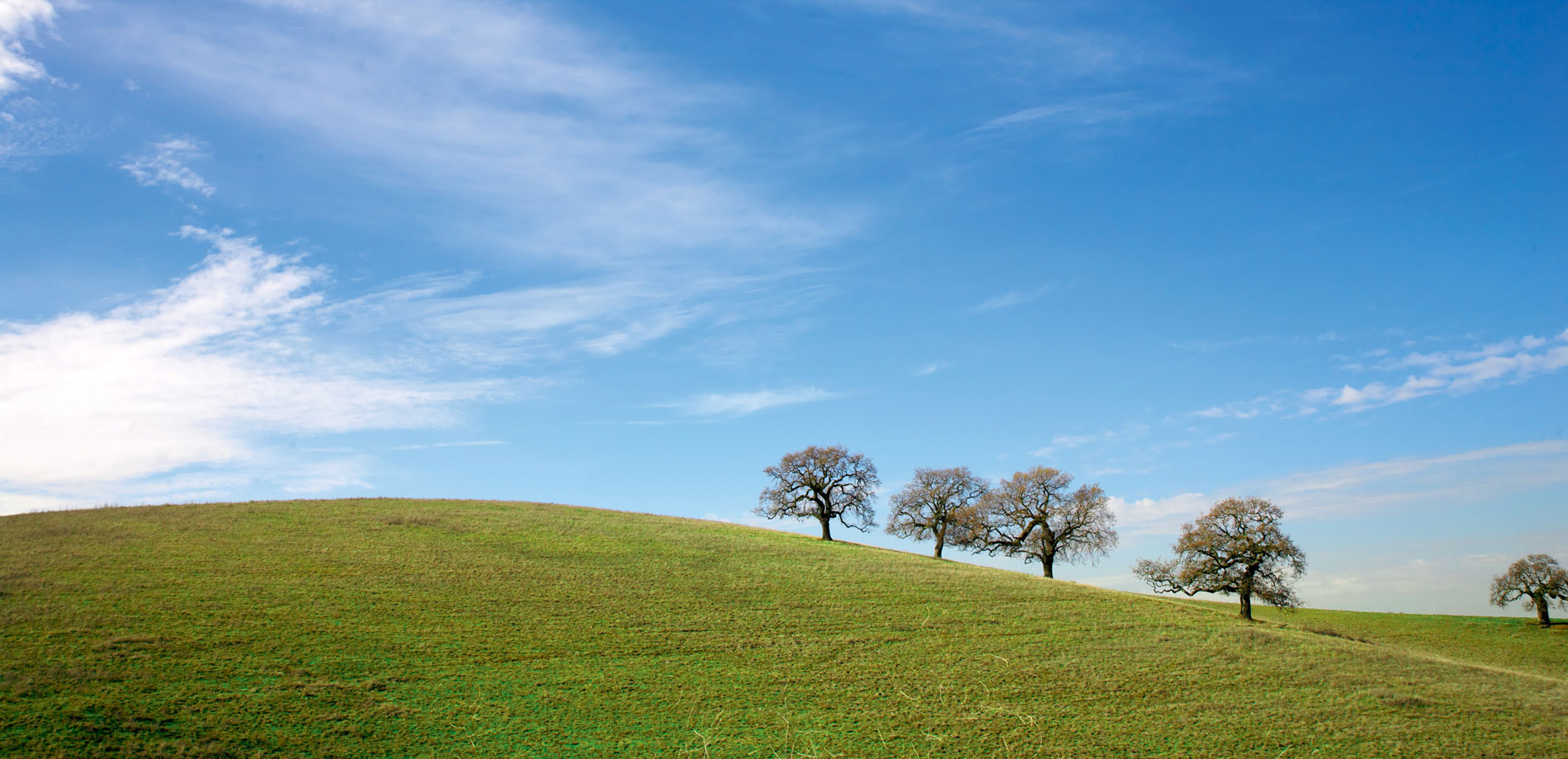 Outdoor hill with grass and trees